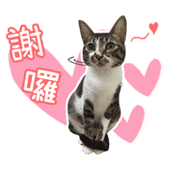 4隻胖貓