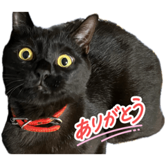 KURONEKO_20260701202809