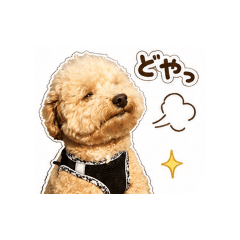 shuP_20260701210642