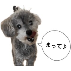 gomachan_21