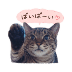Kijitora_M