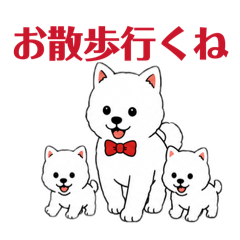 Torajiro_20260630151805shiba