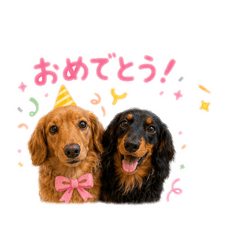 Dachshund "niji"_"taiyo"3