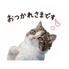 Hono_20260701225029