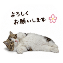 Hono_20260701225436