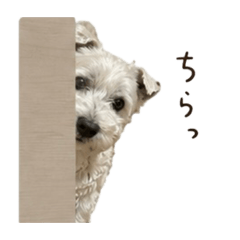 CHAO_20260701225226