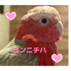 hina.hana_20260701230221