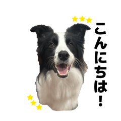 Leo the Border Collie