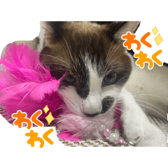 Mai_20260702111918