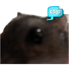 jinkebea_20260702144127
