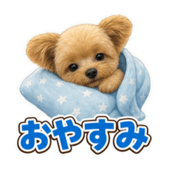 pomapoo marron