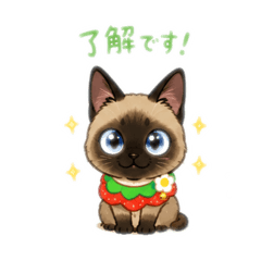 toybob cat