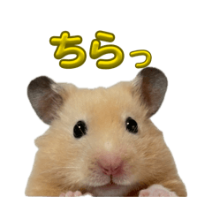 Rimukoko_20260702192939