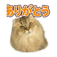 moe_20260702195030