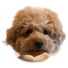 juna_20260702201930