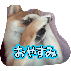 moko_20260702204631