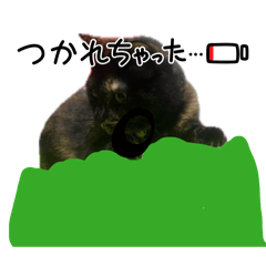 maru_20260702204950