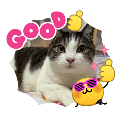 Ame the Tabby & White