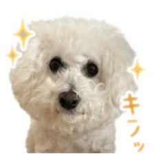lulungo@seijin_20260702210024