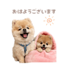 hyotoikuranopomeran_20260702221347