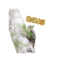 Kogera_real