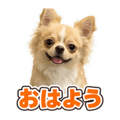 reiko_20260703063622