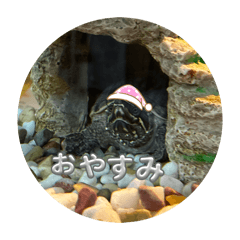 yoshiruna_20260703070722