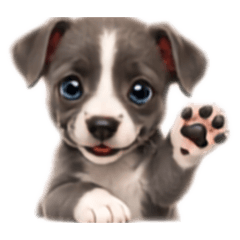 YAPPY_20260629160906