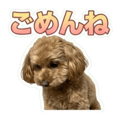 moko moko_20260703174400