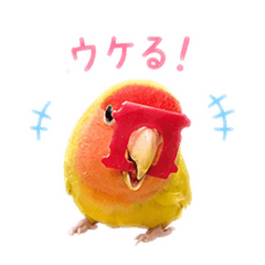 kozakura.kamen