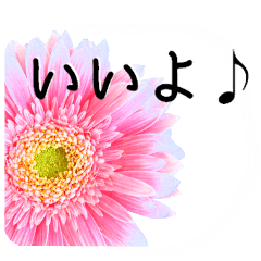 A floral message! Gerbera Part2