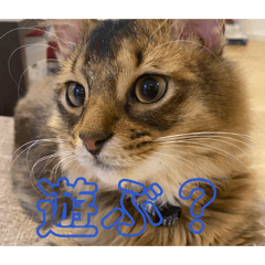 saki_20260703200125