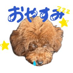 bibi_20260703205350