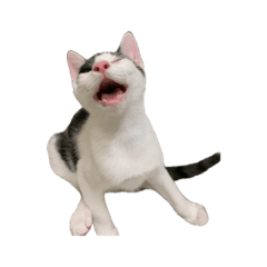 Rikoniuniu