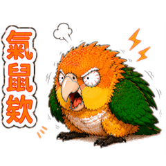 凱克鸚鵡-今天心好累