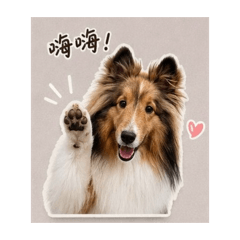 喜樂蒂牧羊犬｜哈嚕