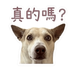 油膩大叔的日常
