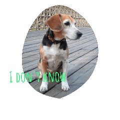 Sweet little beagle