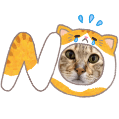 Kitten 小摸