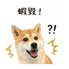柴柴講台語