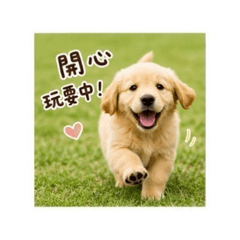 活力小貼圖 07 黃金獵犬草地篇