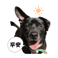 米克斯滿滿與福寶