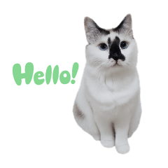 Mouse Nose Cat 米鼻貓