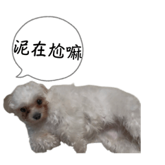 他叫球球