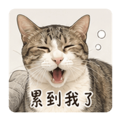 今天當一天店員：襪襪