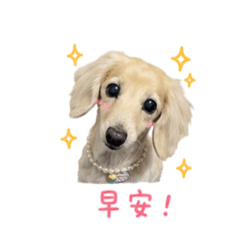 小莎妹