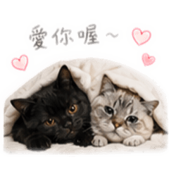 麵茶加芝麻