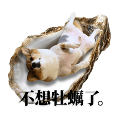 柯南小胖子三歲了
