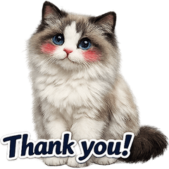 Real Ragdoll Cat English Stickers