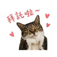 葉波比